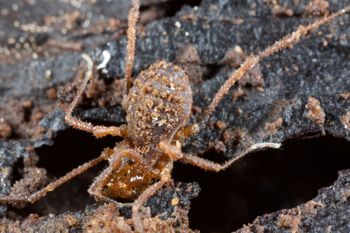 Media type: image;   Invertebrate Zoology 138139
